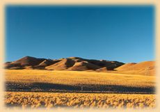 DesertCoirones Altiplano Atacama